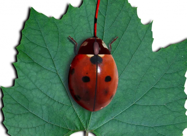 Creation of ladybug: Step 6